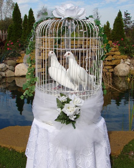  White dove for wedding